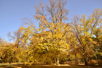 Autumn city park scene. Trees with beautiful autumn leaves in the city park on a sunny day.
