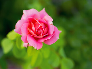 Pink roses in the garden of pink roses. Blooming Roses on the Bush. Growing roses in the garden.