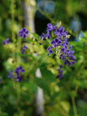 Petrea volubilis Usually grows in clusters up to 30cm long. The flowers Petrea volubilis have an extremely unique and eye-catching purple-blue color	
