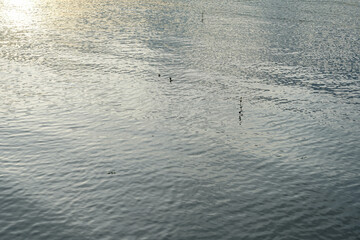 water surface texture. water reflection in the water
