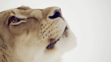 Lioness' gaze upwards