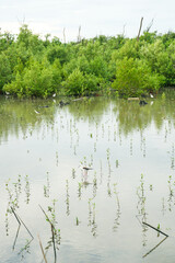 Nature Conservation Center and Mangrove Conservation Center the longest in Thailand at Samet district, Chonburi Province.