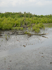 Nature Conservation Center and Mangrove Conservation Center the longest in Thailand at Samet district, Chonburi Province.