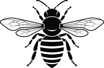 Black and white bee illustration, detailed insect drawing, nature sketch, honeybee artwork,