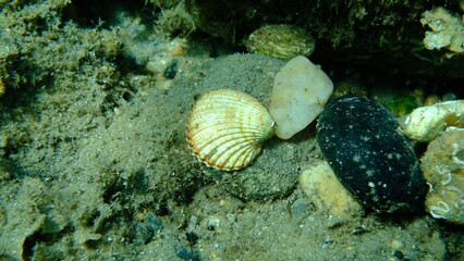 Rough cockle or tuberculate cockle, Moroccan cockle (Acanthocardia tuberculata) shell undersea, Aegean Sea, Greece, Halkidikii, Pirgos beach