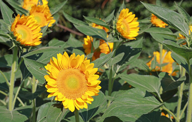 Group of Vibrant Yellow Sunflowers Blossoming in the Sunlight