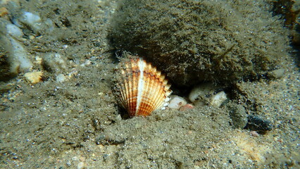 Rough cockle or tuberculate cockle, Moroccan cockle (Acanthocardia tuberculata) shell undersea, Aegean Sea, Greece, Halkidikii, Pirgos beach