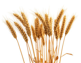 Fototapeta premium Golden Field of Ripe Wheat Spikelets, Side View Harvest Season, Isolated on Transparent Background