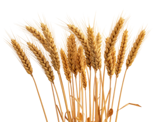  Golden Field of Ripe Wheat Spikelets, Side View Harvest Season, Isolated on Transparent Background
