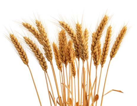 Golden Field of Ripe Wheat Spikelets, Side View Harvest Season, Isolated on Transparent Background