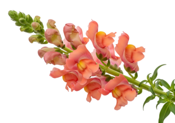Beautiful peach colored snapdragon flower with green stem and leaves