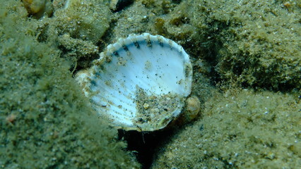 Rough cockle or tuberculate cockle, Moroccan cockle (Acanthocardia tuberculata) shell undersea, Aegean Sea, Greece, Halkidikii, Pirgos beach