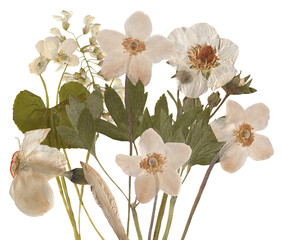 elegant dried anemone flowers create a vintage floral design, offering a nostalgic charm and classic beauty for invitations and botanical art projects