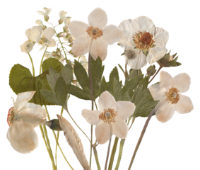 elegant dried anemone flowers create a vintage floral design, offering a nostalgic charm and classic beauty for invitations and botanical art projects
