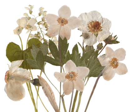elegant dried anemone flowers create a vintage floral design, offering a nostalgic charm and classic beauty for invitations and botanical art projects