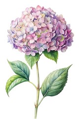 Fototapeta premium Watercolor Pink and Purple Hydrangea Flower Illustration isolated on Transparent Background