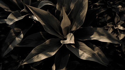 Artistic, dark-toned photo of a plant with long, pointed leaves radiating outward in dramatic lighting.


