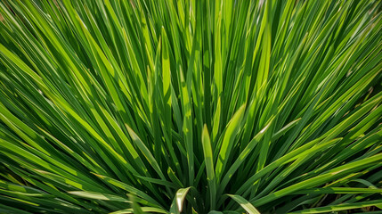 Close-up view of tall, healthy green grass blades in sunlight.

