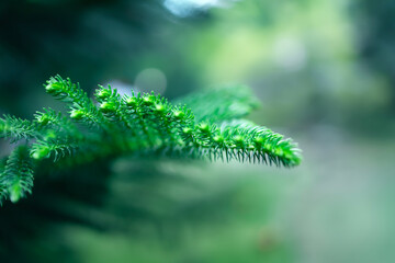 Close up of green spruce tree branch on blurred bokeh background