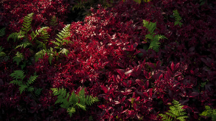 Colorful red and green leaves and pink blossoms bloom in the spring garden, showcasing nature's vibrant beauty.
