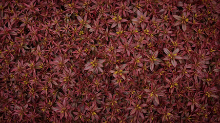 Knitted wool texture background with red carpet and dry black tea leaves macro seasoning.