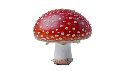 Isolated fly agaric mushroom with a bright red cap and white spots on a black background view