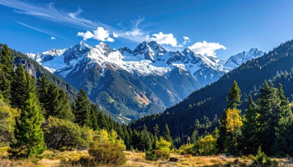 Fototapeta premium Majestic Snow Capped Mountain Range Under a Clear Blue Sky With Wispy Clouds And Green Pine Trees In The Foreground