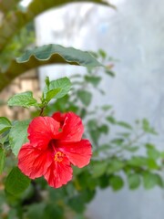 Crimson Echoes in Green Silence