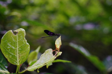 A bluish black dragonfly is perched on a leaf