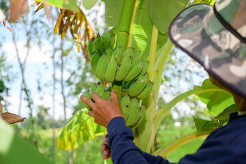 Close-up shot of a farmer inspecting green banana bunch on banana tree in tropical farmland,...