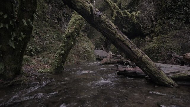 Majestic Oregon creek with fallen moss covered trees in slow motion