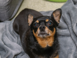 ソファでくつろぐ犬