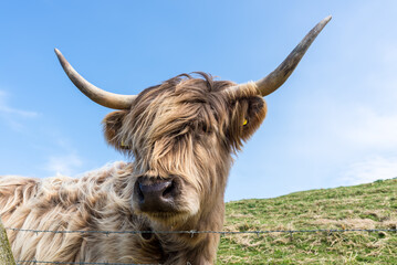 Scottish Highlands Cow, long-haired cow, grazes on grass in a field in the Scottish countryside