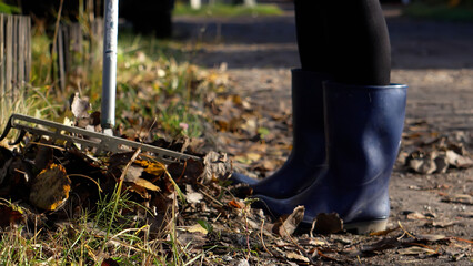 Fototapeta premium Cleaning up autumn leaves in the garden. A woman rakes leaves.