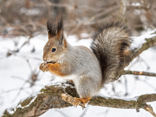 Squirrel in winter sits on a tree trunk with snow