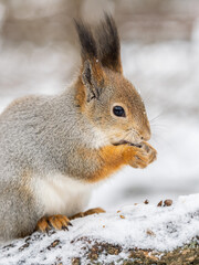 The squirrel with nut sits on tree in the winter or late autumn