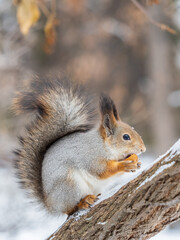 The squirrel with nut sits on tree in the winter or late autumn