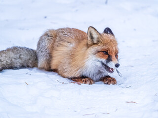 European Red Fox (Vulpes vulpes) in winter forest