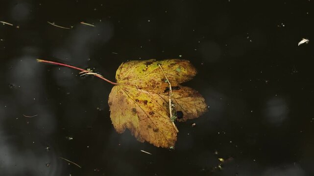Closeup of a dead leaf on water surface. Autumn. UK