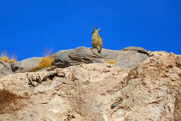 A Mountain Viscacha Sitting on Rocky Hill of the Arid Vast Desert of Andean Plateau in Potosi Department, Bolivia, South America