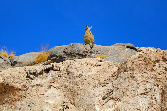 A Mountain Viscacha Sitting on Rocky Hill of the Arid Vast Desert of Andean Plateau in Potosi Department, Bolivia, South America