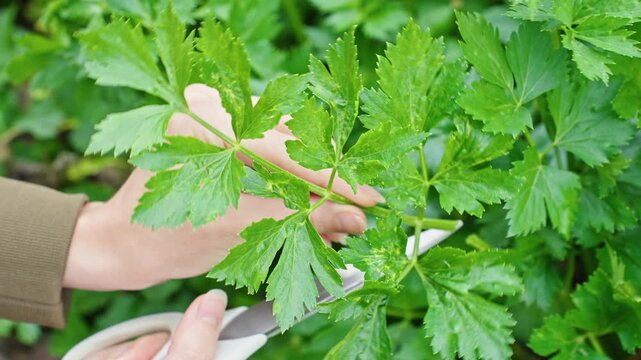 Close-up of fresh green celery being cut with scissors in a natural garden setting. Smoothie preparation, cooking, healthy eco-friendly lifestyle, preparing meals from farm-fresh ingredients, recipes