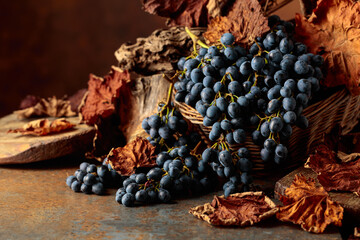 Fototapeta premium Blue grapes dry bunch and dried up vine leaves.