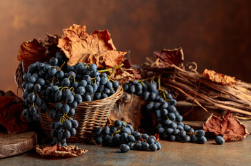 Naklejka premium Blue grapes dry bunch and dried up vine leaves.