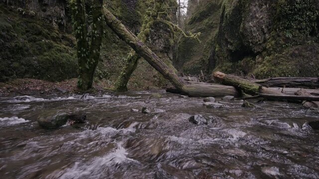 Fallen debris on small, beautiful creek in Oregon forest, wide shot