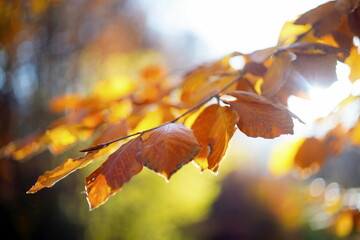 Autumn landscape in the forest, background