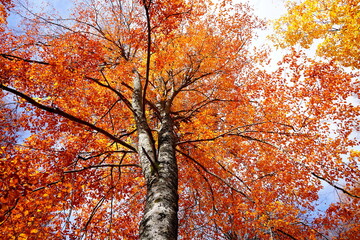 Autumn trees in the forest