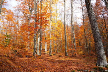 Autumn in the forest