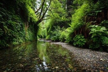 Obraz premium Humboldt County. Fern Canyon: A Lush Green Paradise in Prairie Creek Redwoods State Park