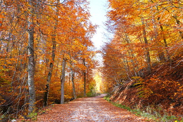 Forest road in autumn